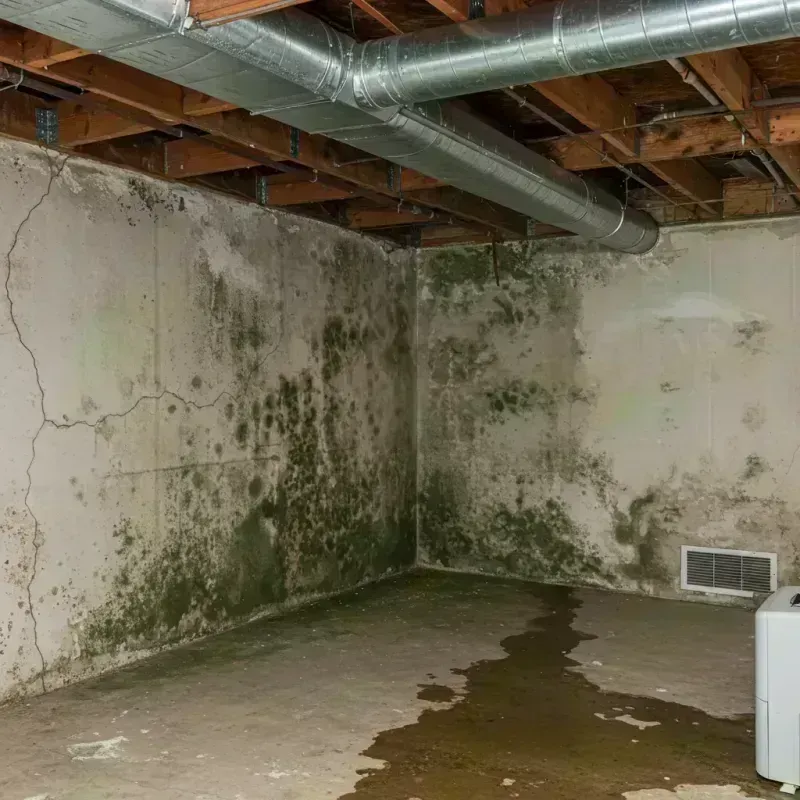 Professional Mold Removal in Waukegan, IL